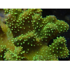 WYSIWYG Sarcophyton
