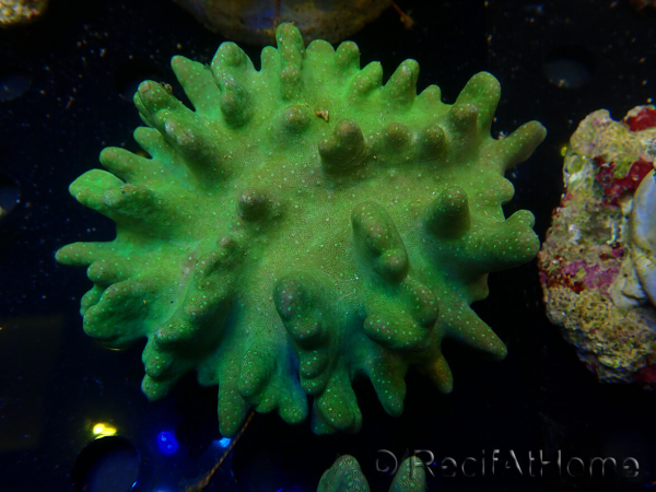 WYSIWYG Lobophyton