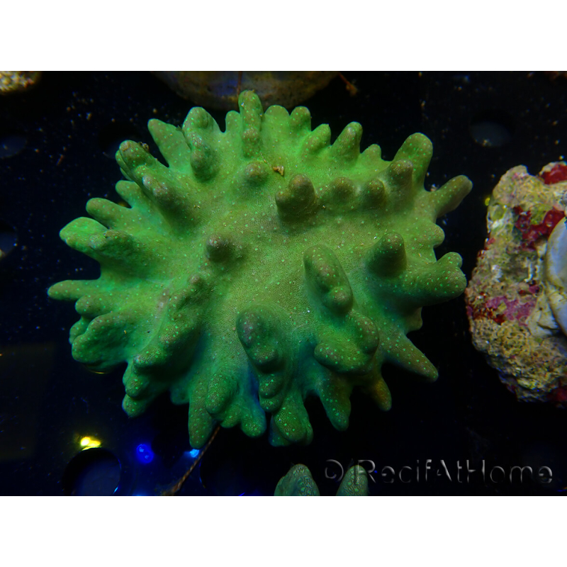 WYSIWYG Lobophyton