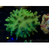 WYSIWYG Lobophyton