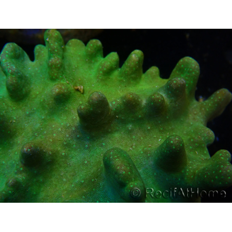 WYSIWYG Lobophyton