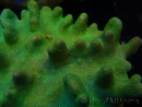 WYSIWYG Lobophyton sp 30