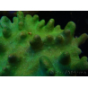 WYSIWYG Lobophyton