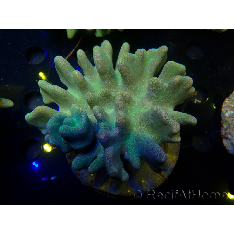 WYSIWYG Lobophyton