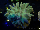 WYSIWYG Lobophyton sp 31