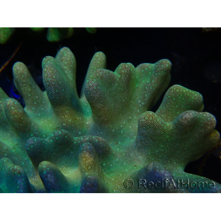 WYSIWYG Lobophyton