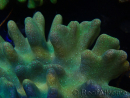 WYSIWYG Lobophyton sp 31