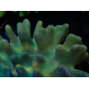 WYSIWYG Lobophyton