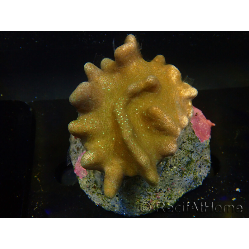 WYSIWYG Lobophyton