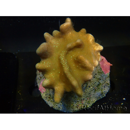 WYSIWYG Lobophyton