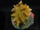 WYSIWYG Lobophyton