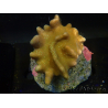 WYSIWYG Lobophyton