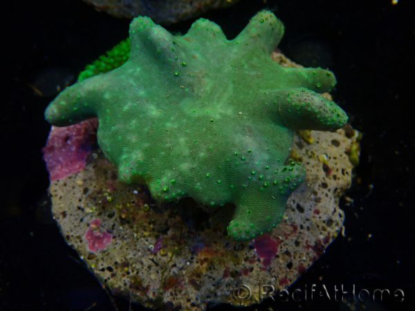 WYSIWYG Lobophyton