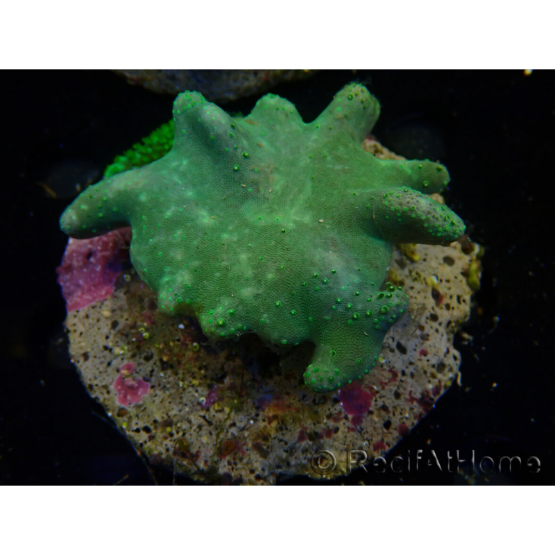 WYSIWYG Lobophyton sp 33