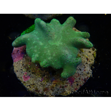 WYSIWYG Lobophyton sp 33