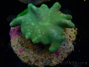 WYSIWYG Lobophyton