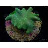 WYSIWYG Lobophyton