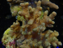 WYSIWYG Sinularia sp 43