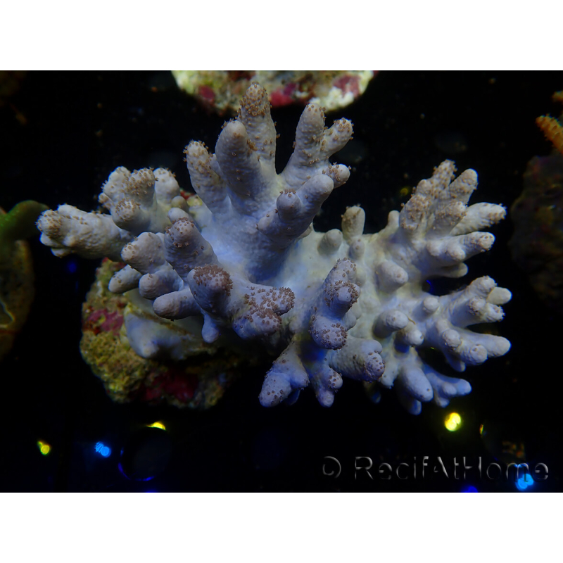 WYSIWYG Sinularia sp 44