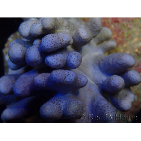 WYSIWYG Sinularia sp 46