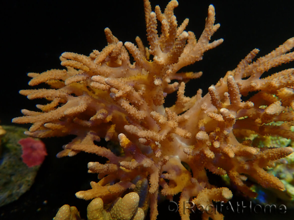 WYSIWYG Sinularia sp 48