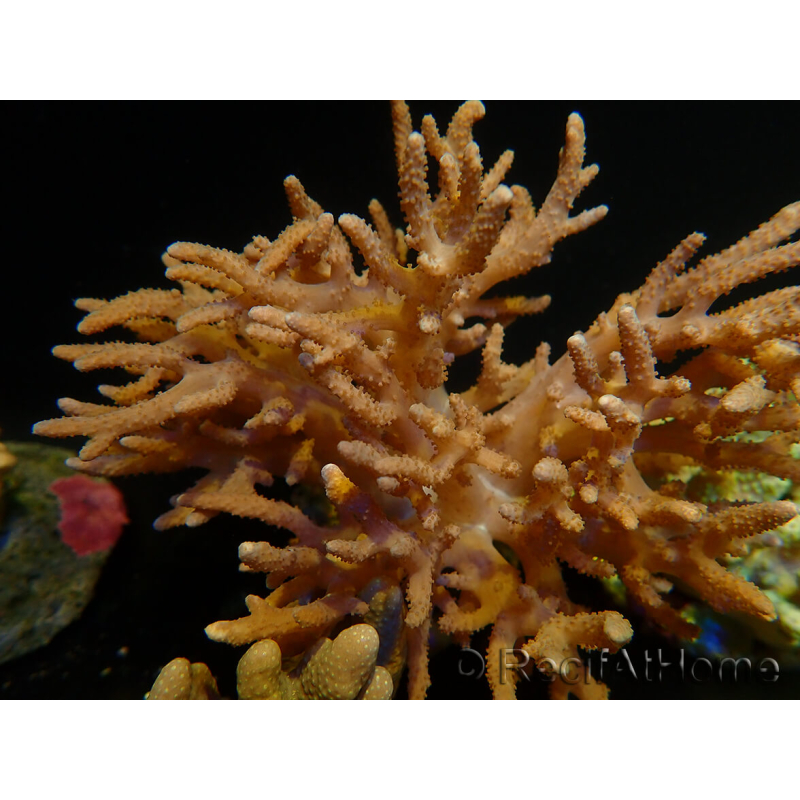 WYSIWYG Sinularia sp 48