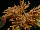 WYSIWYG Sinularia sp 48