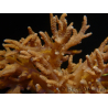 WYSIWYG Sinularia sp 48
