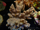 WYSIWYG Sinularia sp 49