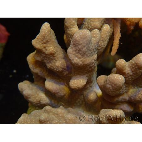 WYSIWYG Sinularia sp 49