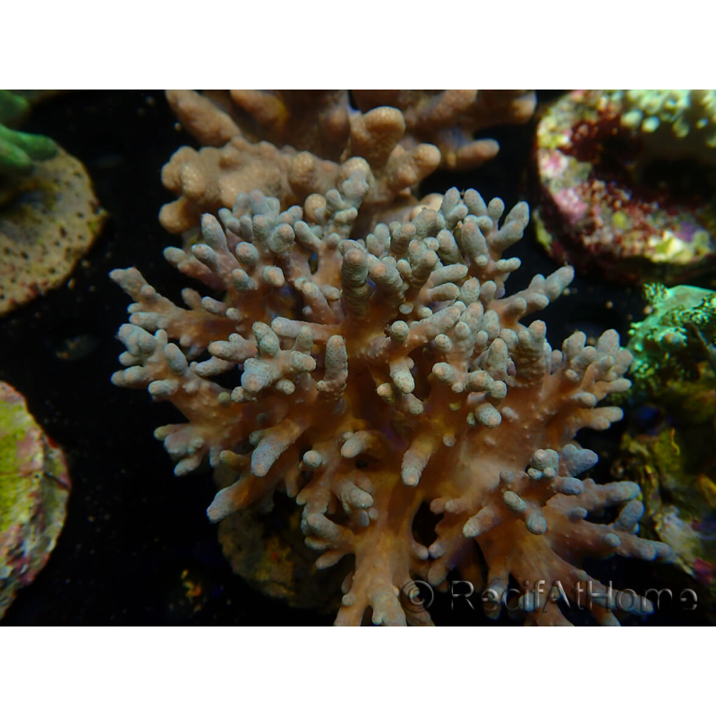 WYSIWYG Sinularia sp 1