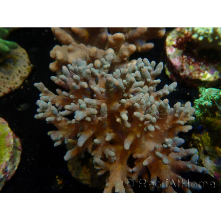 WYSIWYG Sinularia sp 1