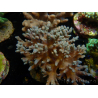 WYSIWYG Sinularia sp 1
