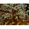 WYSIWYG Sinularia sp 1
