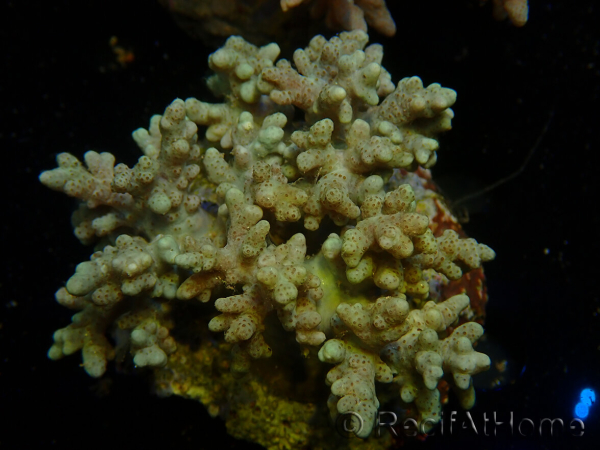 WYSIWYG Sinularia sp 2