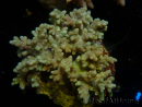 WYSIWYG Sinularia sp 2