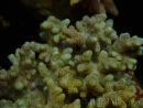 WYSIWYG Sinularia sp 2