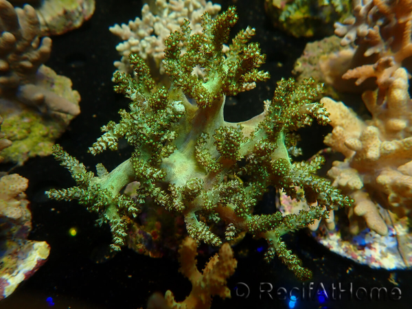 WYSIWYG Litophyton sp 3
