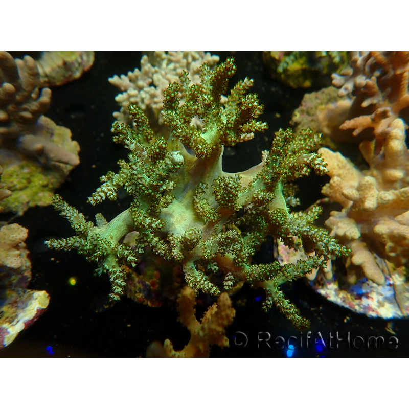WYSIWYG Litophyton sp 3