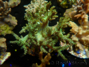 WYSIWYG Litophyton
