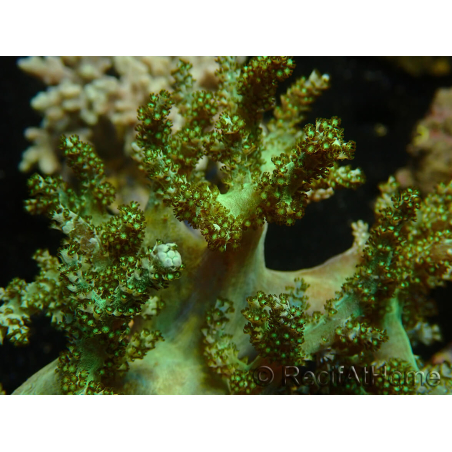 WYSIWYG Litophyton sp 3