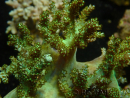 WYSIWYG Litophyton