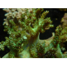 WYSIWYG Litophyton sp 3