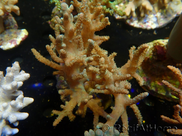 WYSIWYG Sinularia sp 4