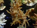 WYSIWYG Sinularia sp 4