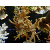 WYSIWYG Sinularia sp 4