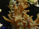 WYSIWYG Sinularia sp 4