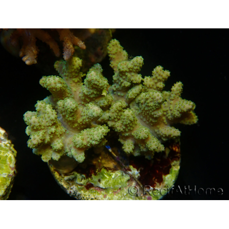 WYSIWYG Sinularia sp 43