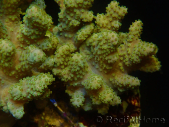 WYSIWYG Sinularia sp 43
