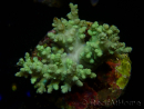 WYSIWYG Sinularia sp 28